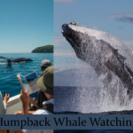 Hump Back Whale.jpg