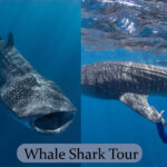 Whale Shark.jpg